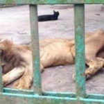 leone zoo morto
