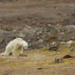 orso-polare-denutrito