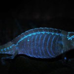 camaleonte bioluminescente