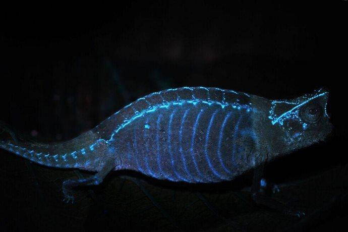 camaleonte bioluminescente