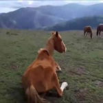 cavalli_sardegna