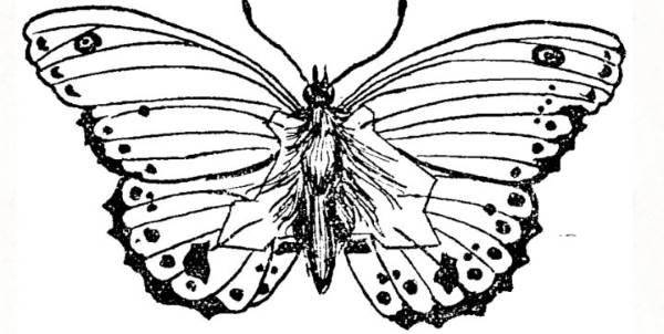 farfalla-mappa-cover