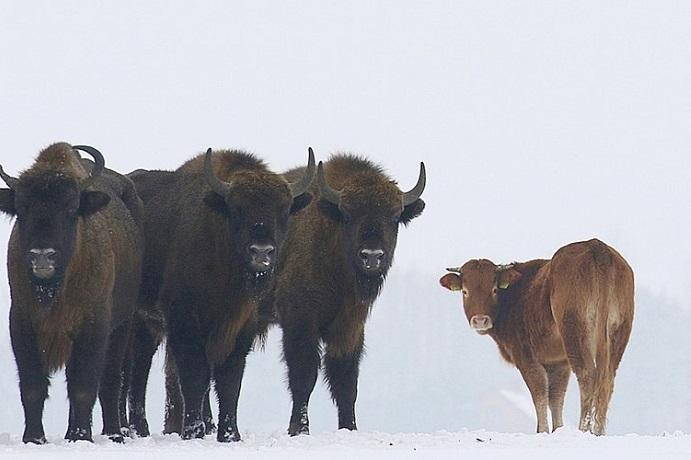 mucca bisonte