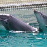 delfinari-nuoto-delfini