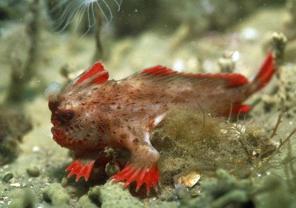 red handfish2