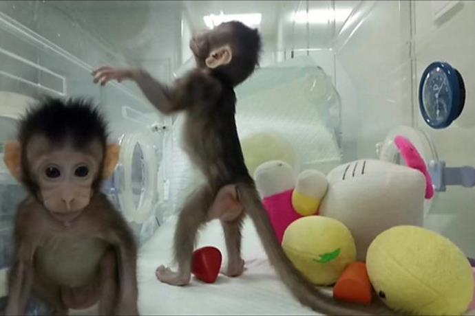 scimmie clonate