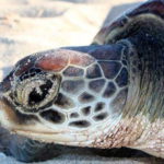 tartarughe grande barriera corallina