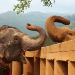 elefantessa-amicizia