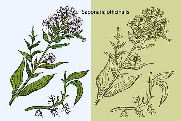 saponaria officinalis1