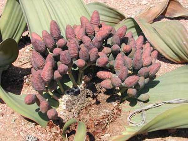 welwitschia mirabilis femmina