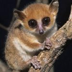lemure-topo-cover