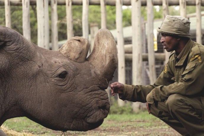 Sudan rinoceronte