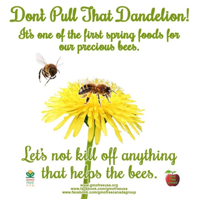 dandelions bees 2
