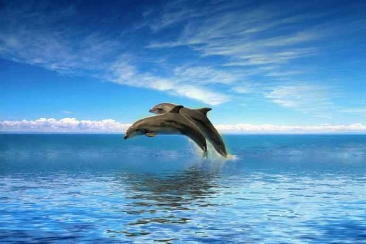 I Delfini Stanno Morendo Per Colpa Dell Inquinamento Che Li Fa Ammalare Di Morbillo E Non Solo Greenme It