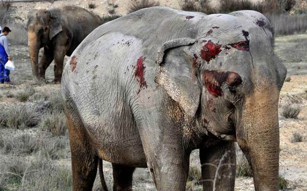 elefanti feriti