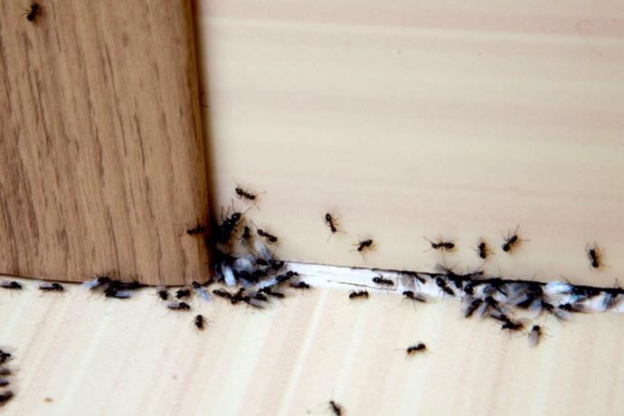 Odore sgradevole per le formiche