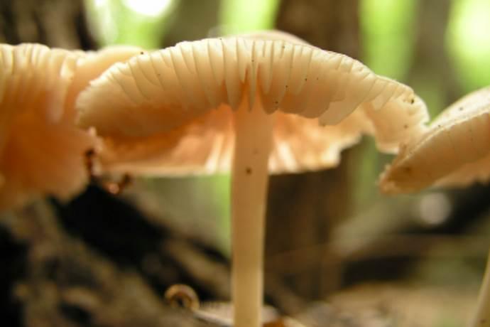 funghi mangia inquinamento