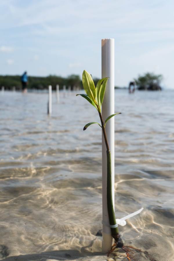 mangrovie uragano2