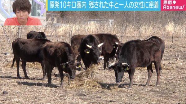 mucche fukushima2