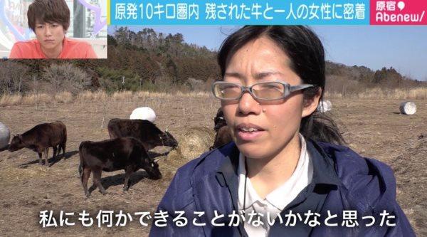 mucche fukushima4