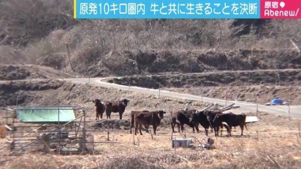 mucche fukushima6