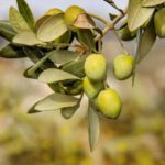 noccioli olive