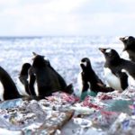 pinguini isola di plastica