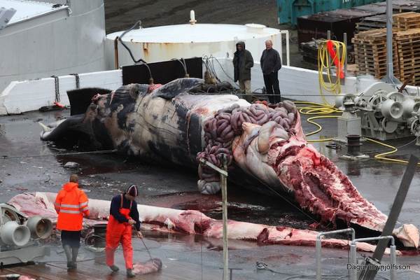 balene uccise