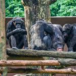 bonobo ostetriche