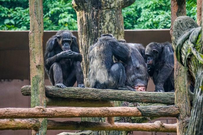 bonobo ostetriche
