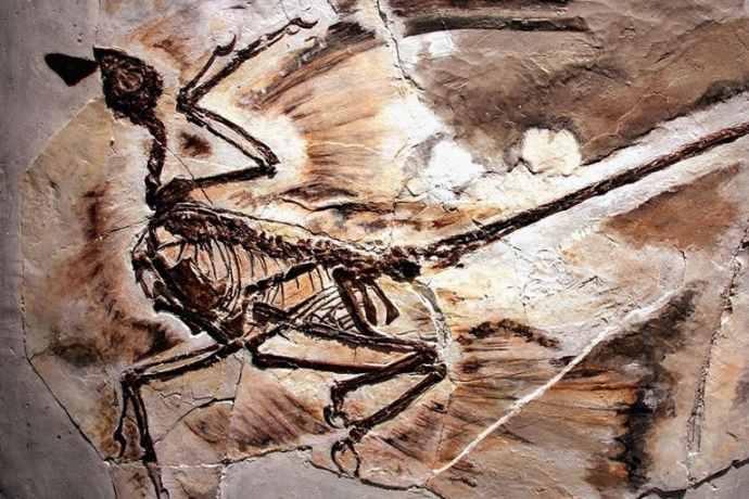 dinosauri alati forfora 125 milioni di anni