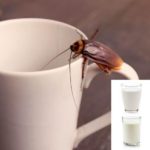 latte-scarafaggi