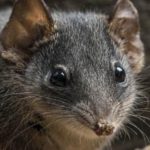 marsupiali rischio estinzione accoppiamento