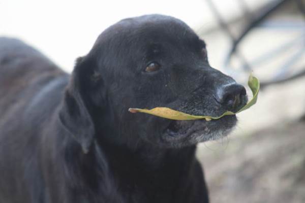 negro cane foglie2