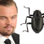 scarabeo DiCaprio