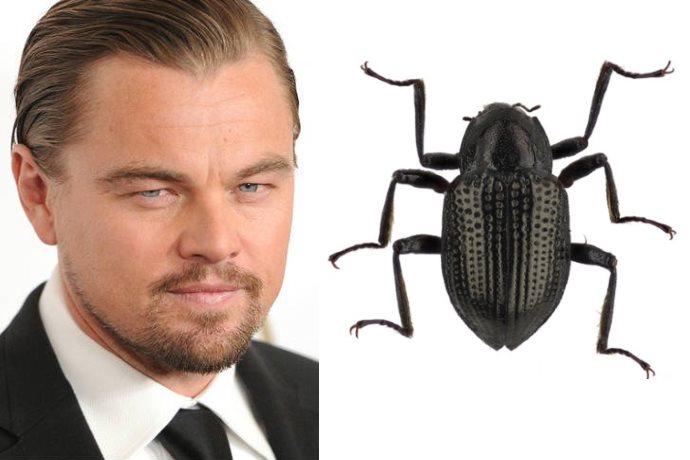 scarabeo DiCaprio