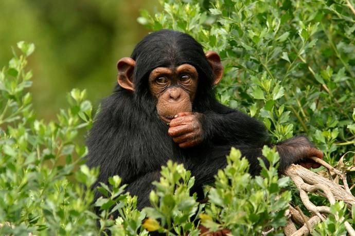 scimpanzè letto