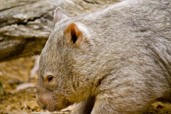 wombat2