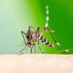 saliva zanzare