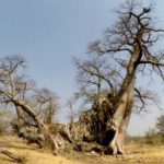 baobab d'Africa morti