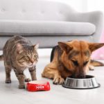 cani gatti cibo