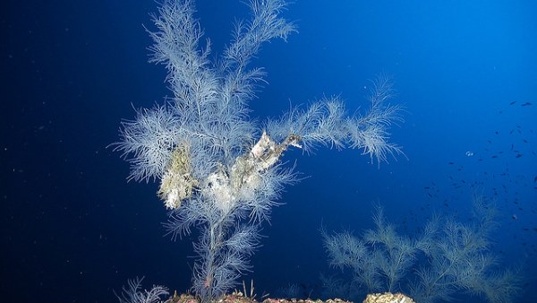 coralli neri