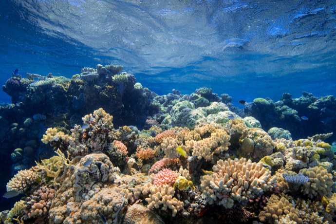 traghetto barriera corallina artificiale delaware