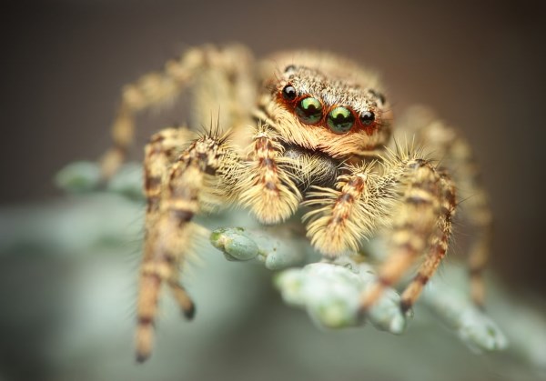7. jumping spider