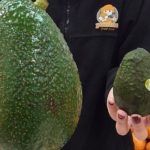 Avozilla avocado gigante