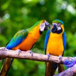 pappagalli colore leggenda scienza