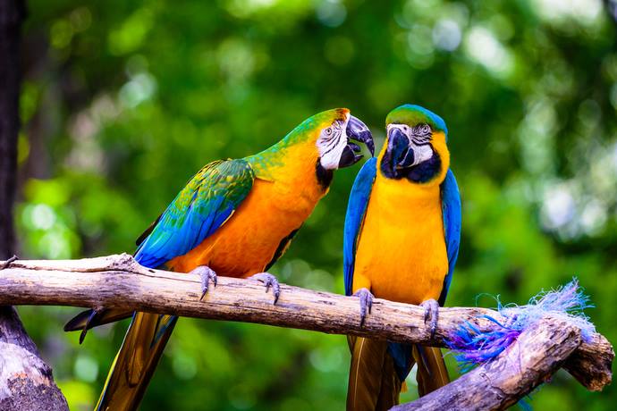 pappagalli colore leggenda scienza