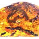 cucciolo di serpente fossile ambra