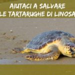 tartarughe-linosa