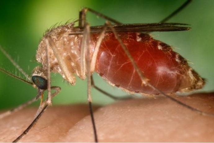 Zanzare virus